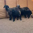 نعاج صحتهن شرط