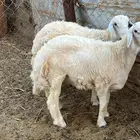 طليان ((تم البيع ))