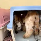 تيس قزمي للأطفال