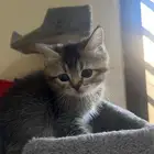 قط سكوتش ذكر