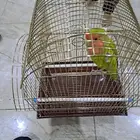 ببغاء روز للبيع
