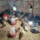 صوص عمر سبوعين الصحه شرط مشكل فيه انواع فاخره به