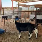 شاه نجديه متبع ب خروف لباني