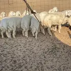 حري ذبايح مناسبات عقيقه ذبائح ثلاجه يوجد صلخ وتوصيل