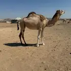 بكره بكر لقحه في 9 شهور