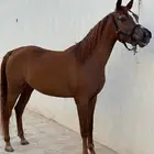 فرس واهو بطنها نظيف منتجه