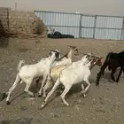 البيع تيوس يمنيه فل شحم تربيه في آلسعوديه 3 اشهر