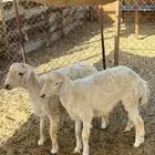 طليان (( تم البيع ))