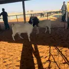 تيوس بورقت صافي