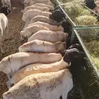 ذبايح بربري تيوس سواكن