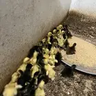 صوص بط بكيني