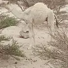 حوار