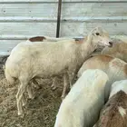 8 ضان رفيديات مراح