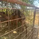 للبيع حاشي قعود