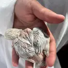 فروخ روز ( تم الببيع)