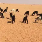 تيوس سودانية للبيع