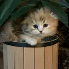 مطلوب قط ذكر للتزاوج