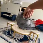 ببغاء كاسكو متكلم للبيع