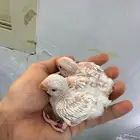 فروخ روز تم البيع