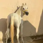 حصان شعبي
