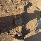 دفرنس جيب ربع 92 خربان كرونا