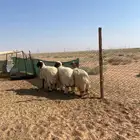 رخال جذعات نعيم تم البيع