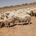 غنم طيبه مراح واحد 100