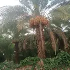 ثمر مزرعة للبيع صفري حبة كبير
