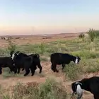 عوارض عمر 7 شهور ونصف