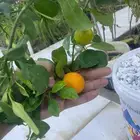 شتلات واشجار