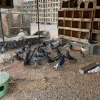 قطايف توب توب