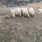 سواكن نضيفه علا الشرط