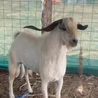 تيس فحل صنف