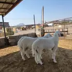 طليان حريات جبرة