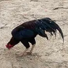 ديوك باكستانيه
