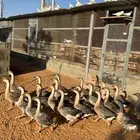 وز عراقي كوبراء