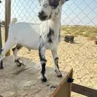 ناعز قزمي البيع الموقع الدمام