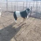 تيس هولندي فحل وخاروف فحل