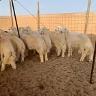 طليان اضاحي فاخره ( تم البيع )