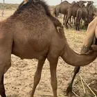 قعدان للبيع