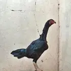 دجاجه شامو فاخره
