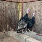 دجاج وديك رومي