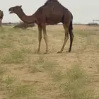 قعود للبيع عمر 7شهور