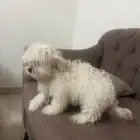 كلب ذكر شيتزو للبيع بسعر رمزي
