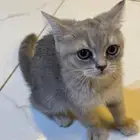 قطه