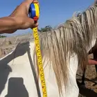 خيل حار فحل