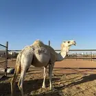 ناقة وضحا