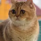 انثى بريتش شورت هير مستوردة للبيع
