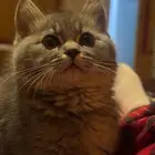 قط لقيته ضايع المنسك