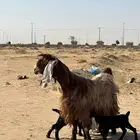 عنز عارضيه صفراء للبيع